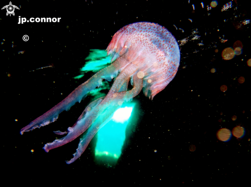 A Pelagia noctiluca | Méduse Pélagique