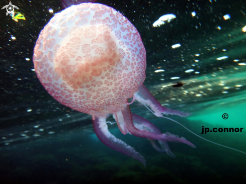 A Pelagia noctiluca | Méduse Pélagique