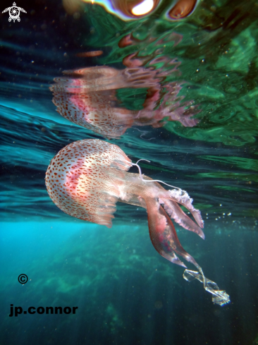 A Pelagia noctiluca | Méduse Pélagique