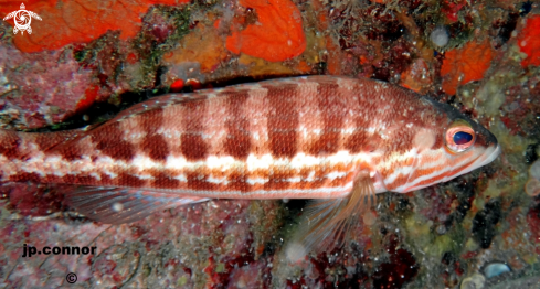 A Serranus cabrilla | Serran Chevrette