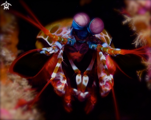 A Mantis Shrimp