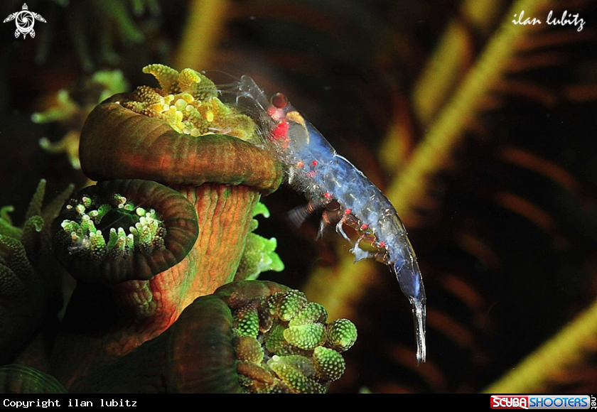 A anemone shrimp