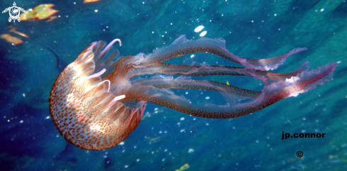 A Pelagia noctiluca | Méduse Pélagique