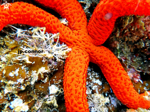 A Etoile de mer rouge