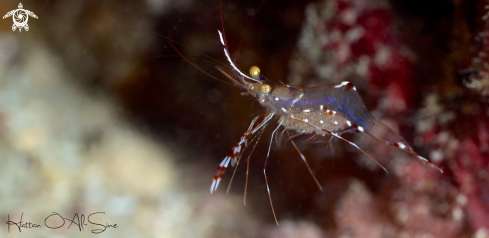 A Cave Cleaner Shrimp