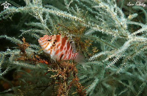 A reef fish