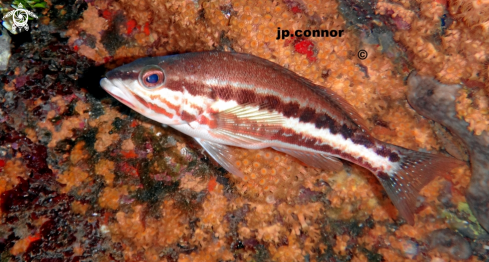 A Serranus cabrilla | Serran Chevrette