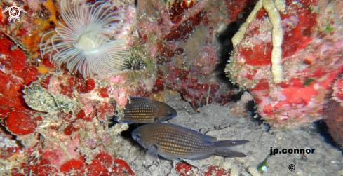 A Chromis Chromis | Castagnole