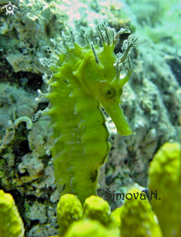 A sea horse 