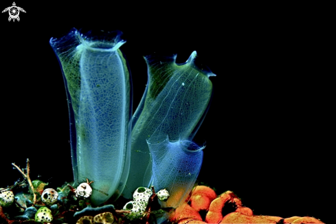 A Sea squirts.