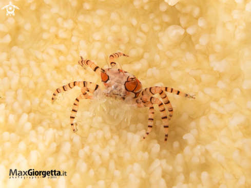 A  Lybia tesselata  | Mosaic Boxer Crab