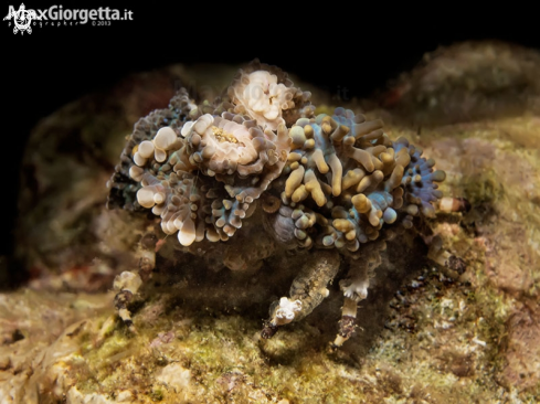 A Decorator Crab 