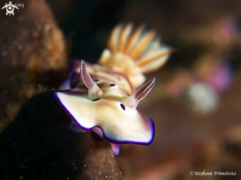 A Risbecia tryoni | Nudi