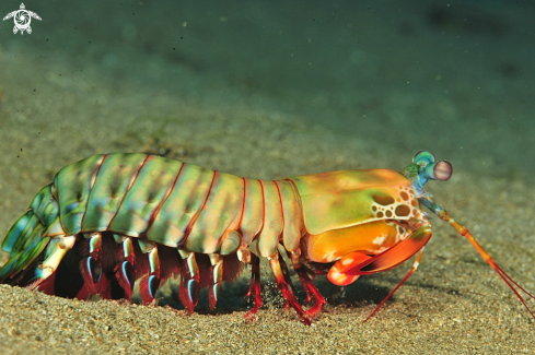 A Mantis shrimp