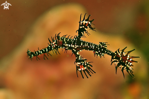 A ghost pipefish