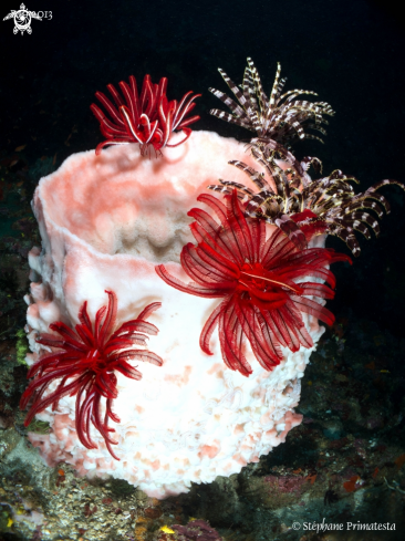 A Barrel sponge with crinoids