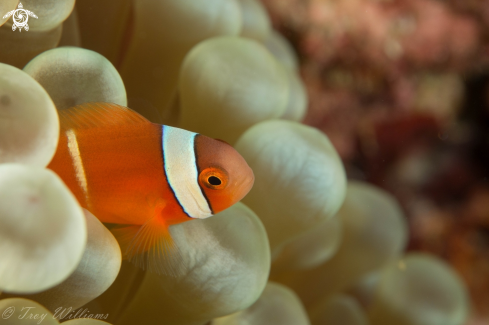 A Amphiprion clarkii  | Clark's Anemone Fish