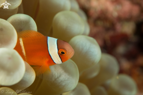 A Clark's Anemone Fish