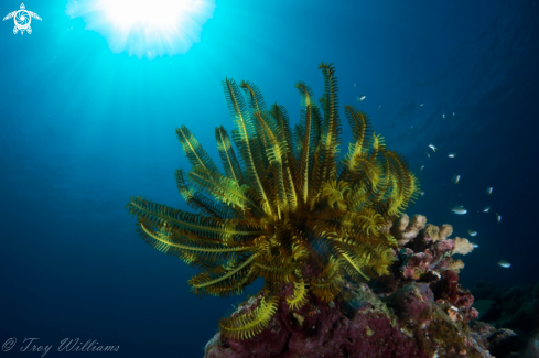 A Crinoid