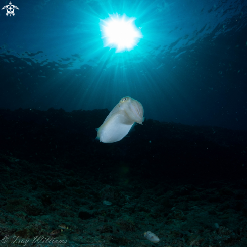 A Cuttlefish