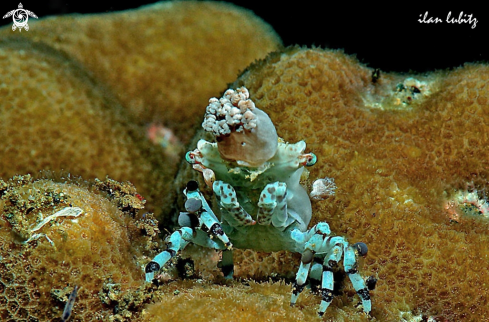 A Decorator crab