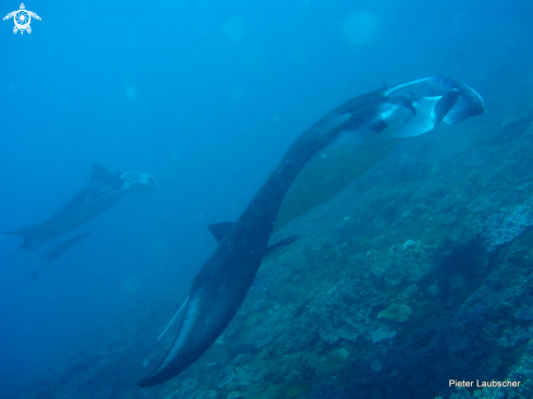 A Manta Ray