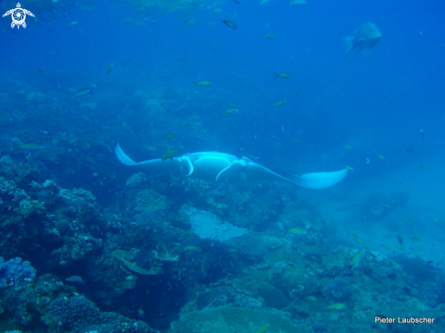 A Manta Birostris | Manta Ray