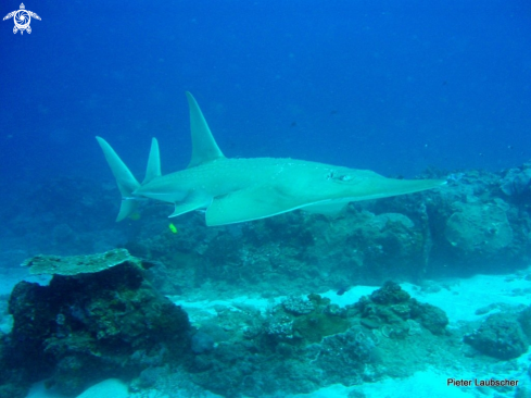 A Rhynchobatus djiddensis | Guitar Shark