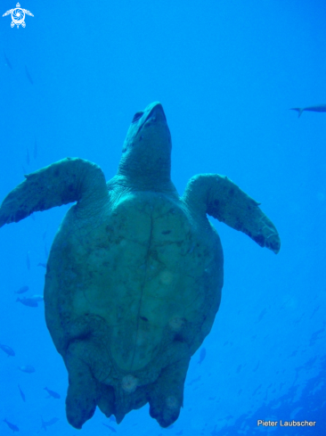 A Loggerhead turtle