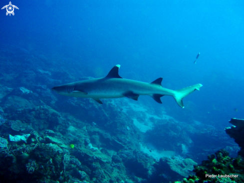 A Triaenodon obesus | Whitetip Reef Shark