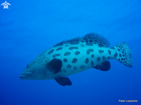 A Potato Grouper