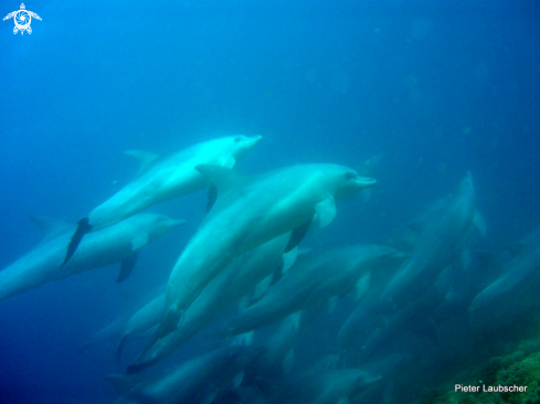 A Common dolphins