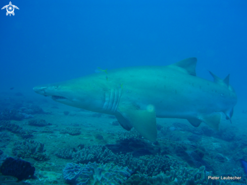 A Carcharias taurus | Ragged Tooth shark