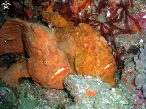 A Giant Anglerfish