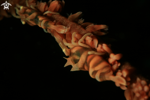 A Whip coral Shrimp