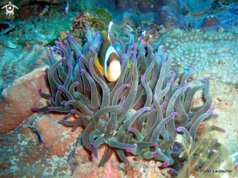 A Amphiprion allardi | Two bar Anemonefish