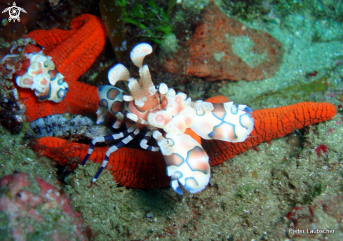 A Hymenocera picta | harlequin shrimp