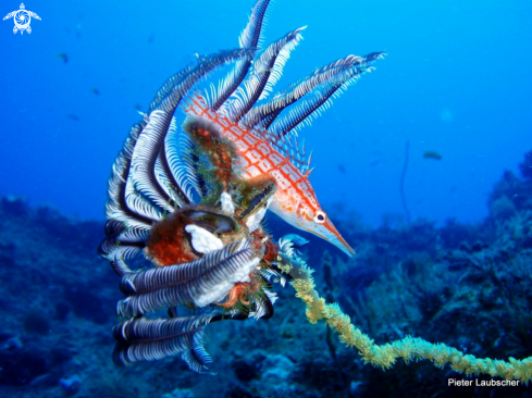 A Longnose hawkfish