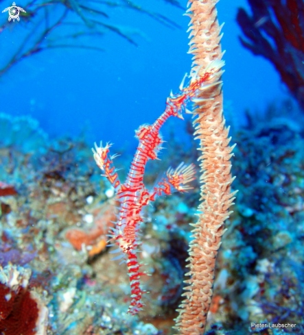 A Ornate ghost pipefish