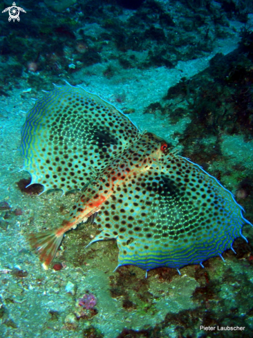 A Dactylopterus volitans | Flying gurnard