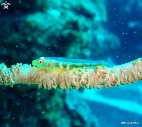 A Whip coral goby