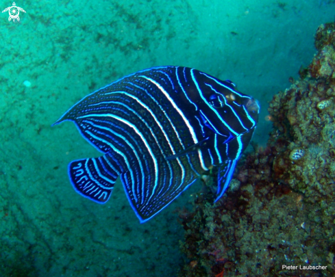 A Juvinile Semi-circle angelfish