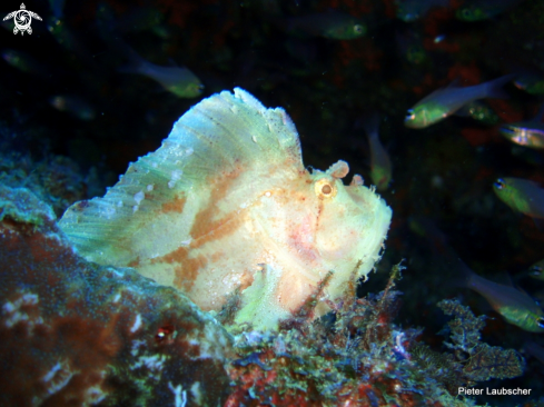 A Taenianotus triacanthus | Leaf scorpion fish