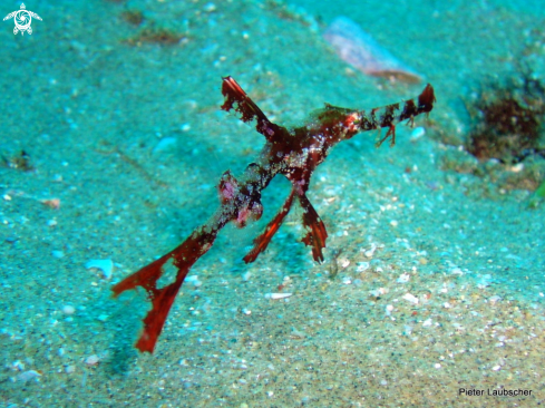 A Solenostomus paegnius  | Filamented ghost piepfish