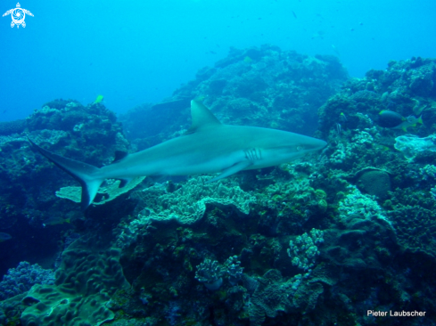 A Grey reef shark