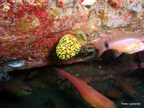 A Pineapple fish