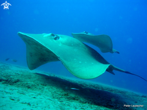 A Small eye stingray