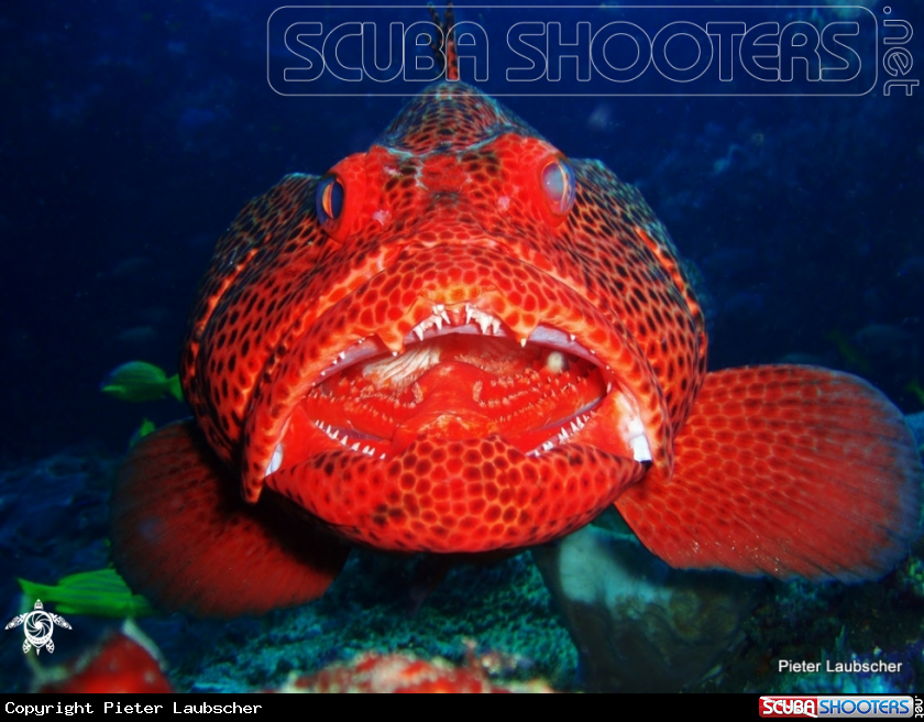 A Red spotted grouper