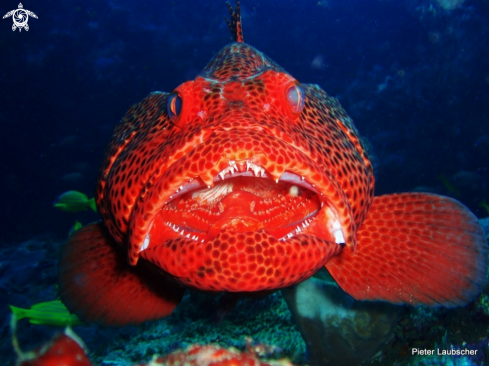 A Red spotted grouper