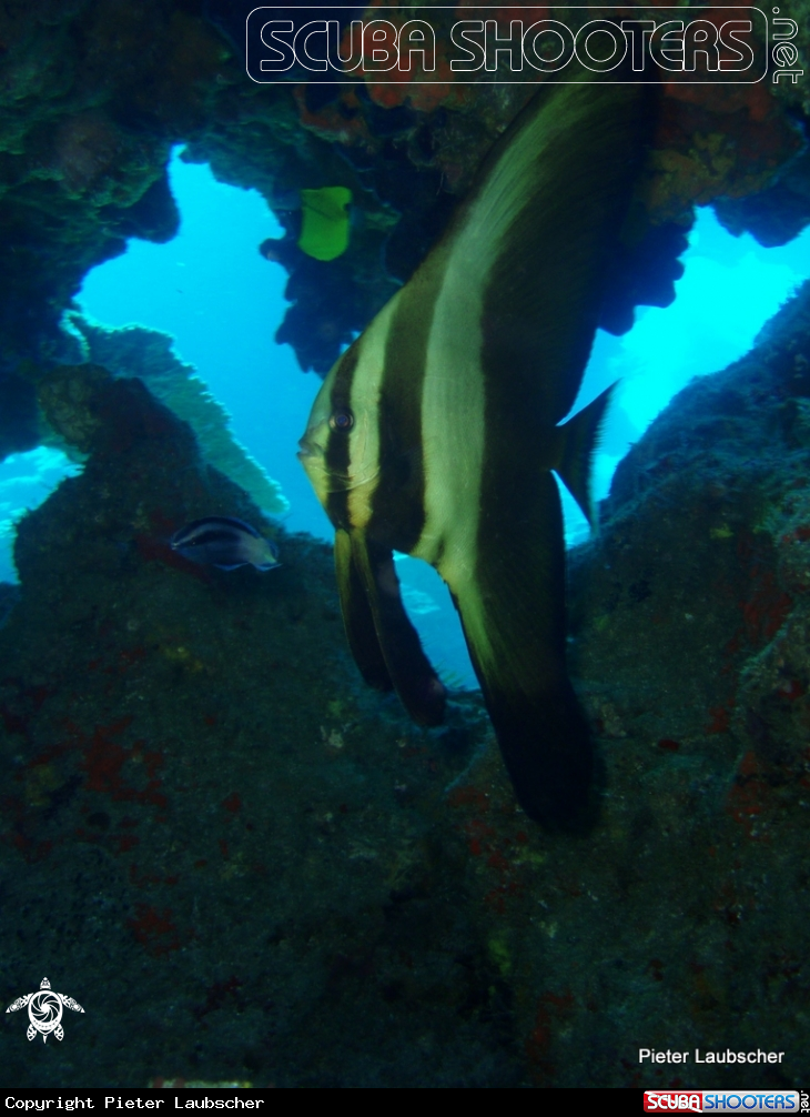 A Juvinile longfin batfish